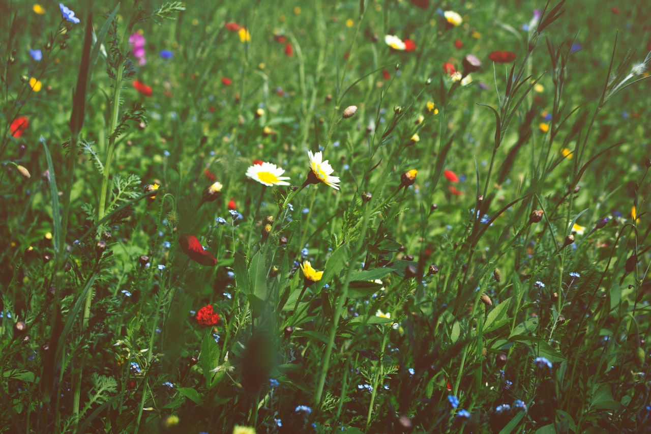 blooming-blossom-close-up-403530.jpg